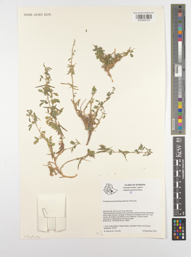 Indigofera spiniflora photo 4