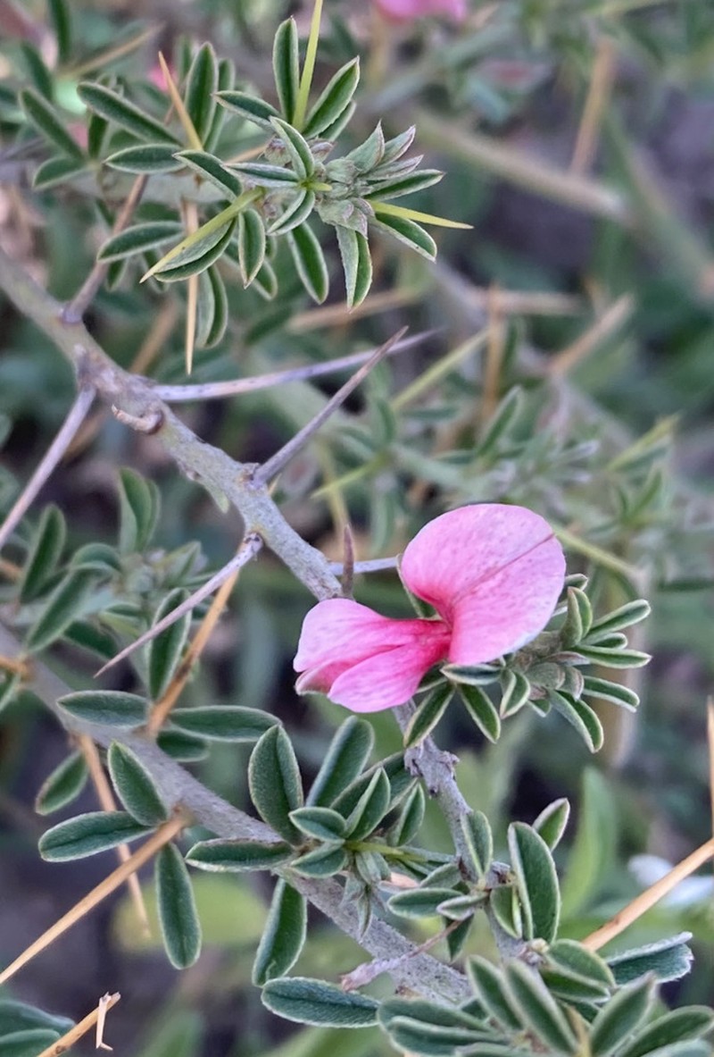 Indigofera spinosa photo 2