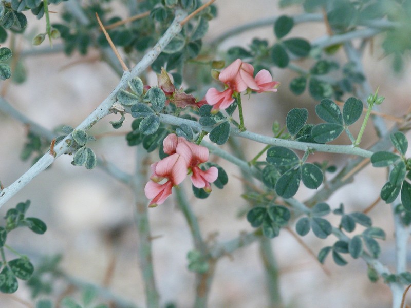 Indigofera spinosa photo 3