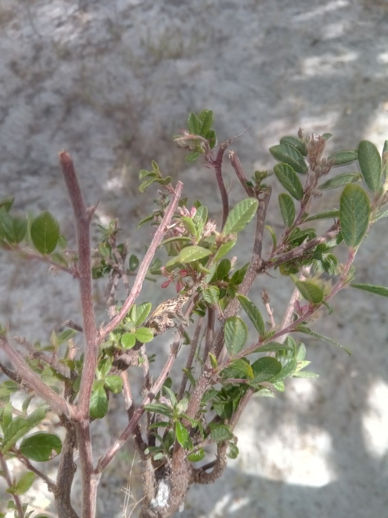 Indigofera spinosa photo 4