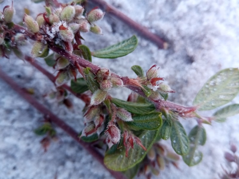 Indigofera spinosa photo 5