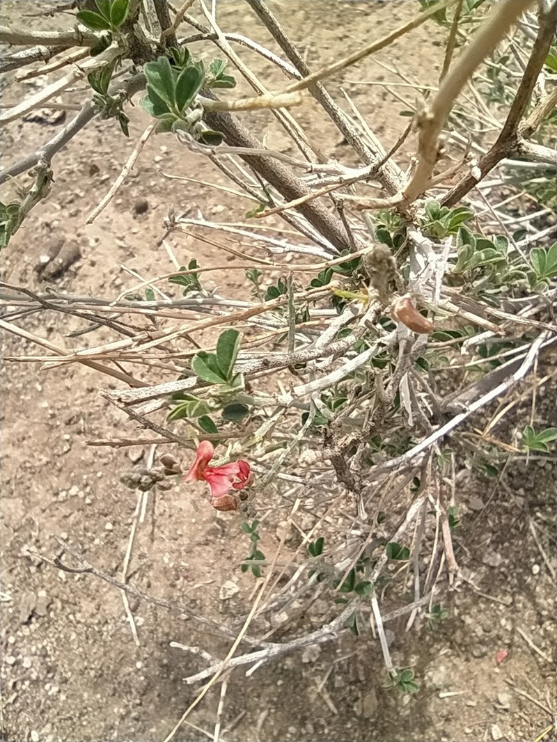 Indigofera spinosa photo 6