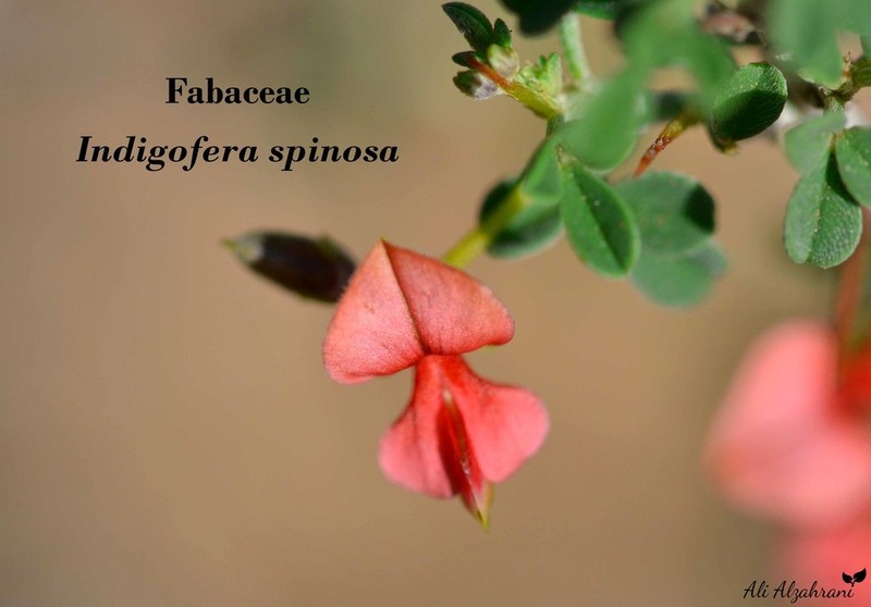 Indigofera spinosa photo 7