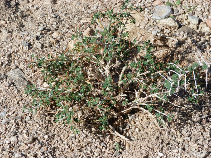 Indigofera spinosa photo 8
