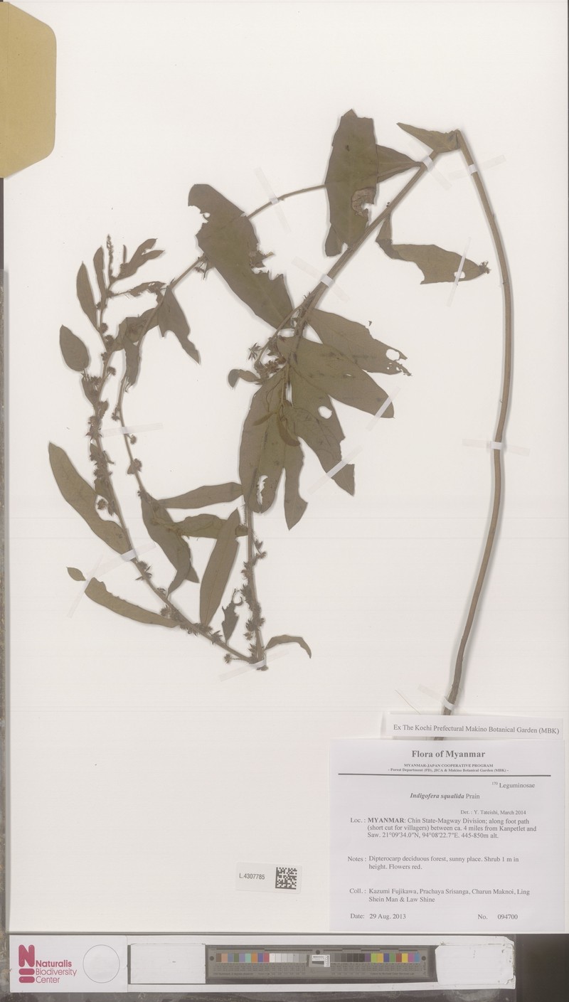 Indigofera squalida