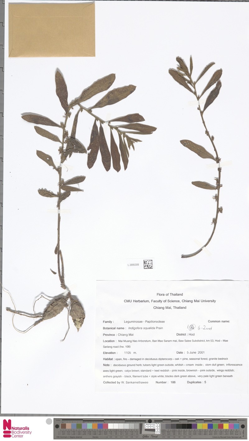 Indigofera squalida photo 2