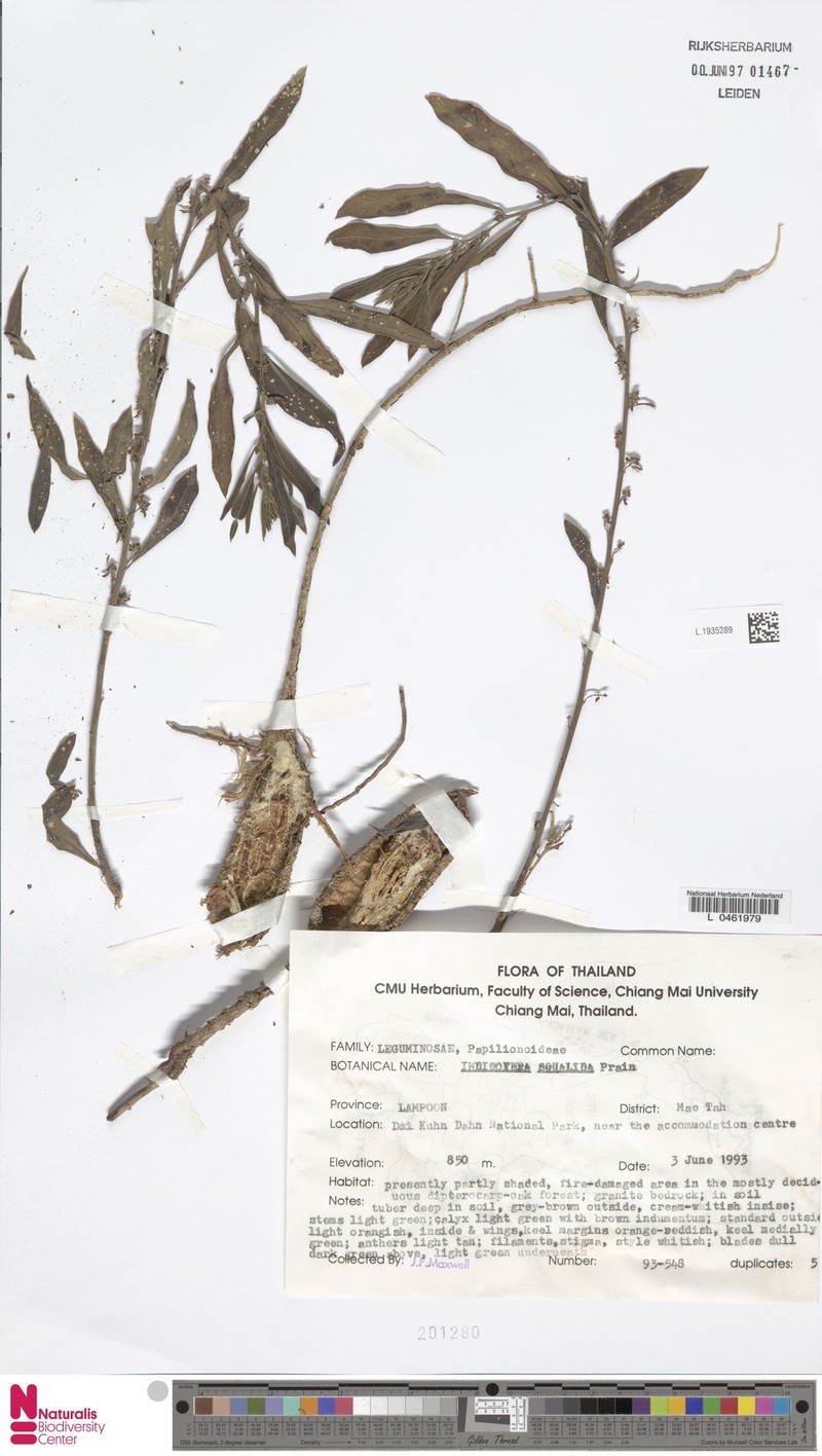 Indigofera squalida photo 3