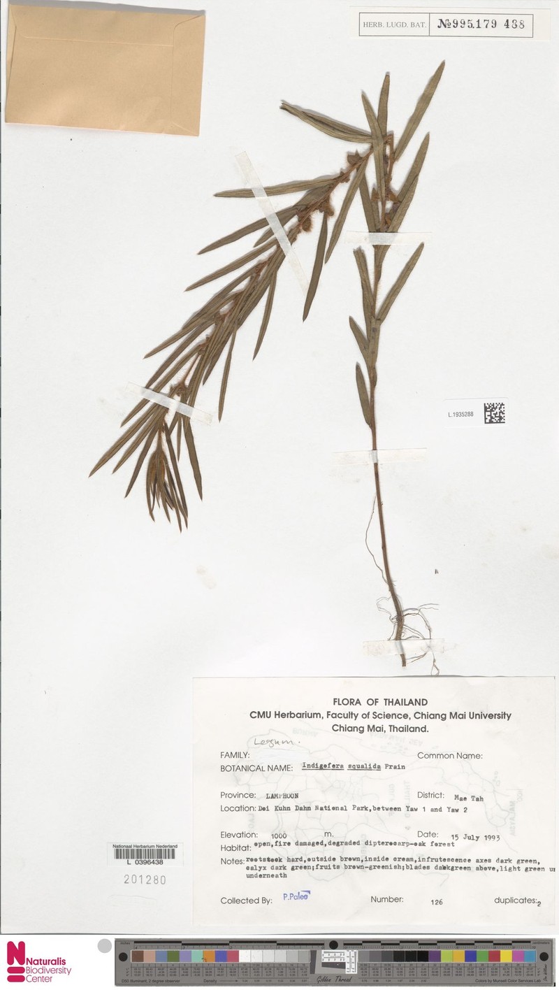 Indigofera squalida photo 4
