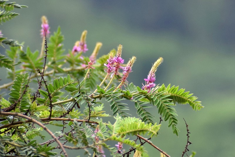 Indigofera stachyodes