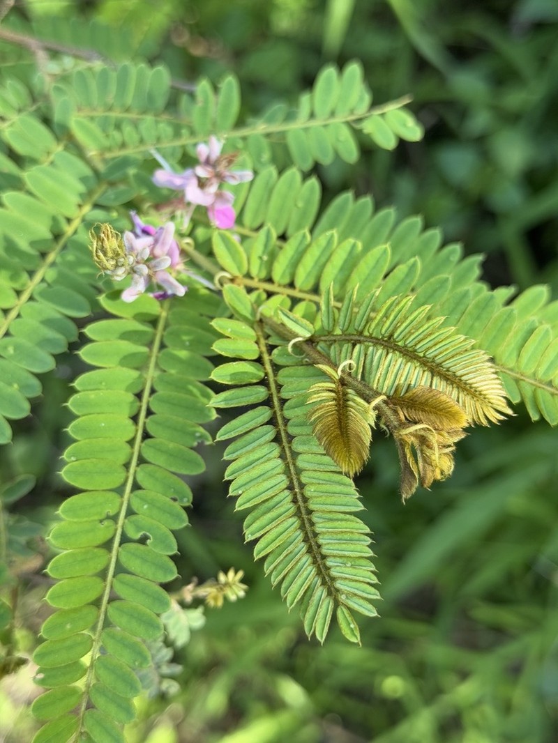 Indigofera stachyodes photo 2