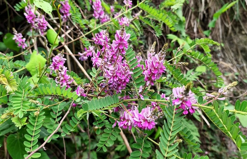 Indigofera stachyodes photo 3