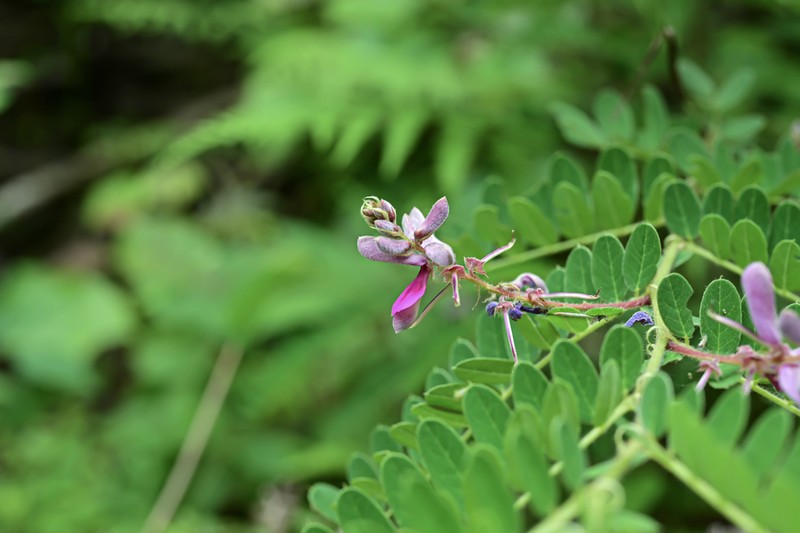 Indigofera stachyodes photo 4