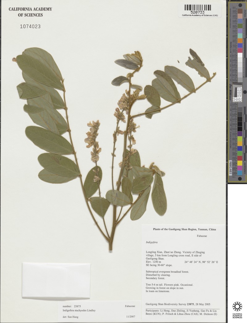 Indigofera stachyodes photo 5