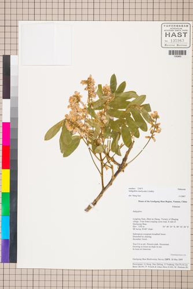 Indigofera stachyodes photo 6