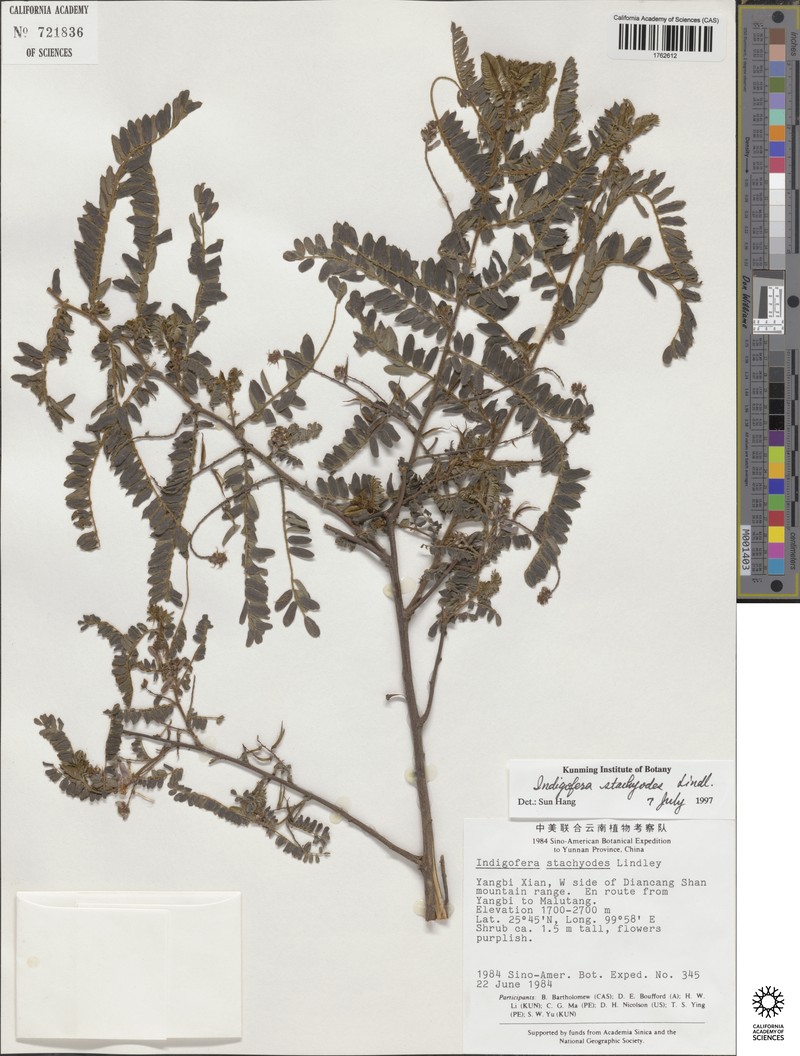 Indigofera stachyodes photo 7