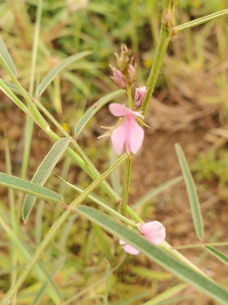Indigofera stenophylla photo 2