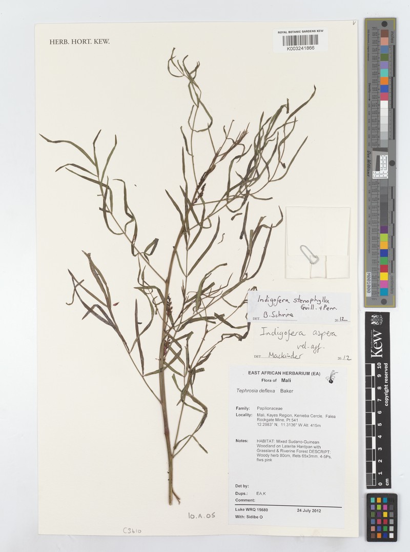 Indigofera stenophylla photo 4