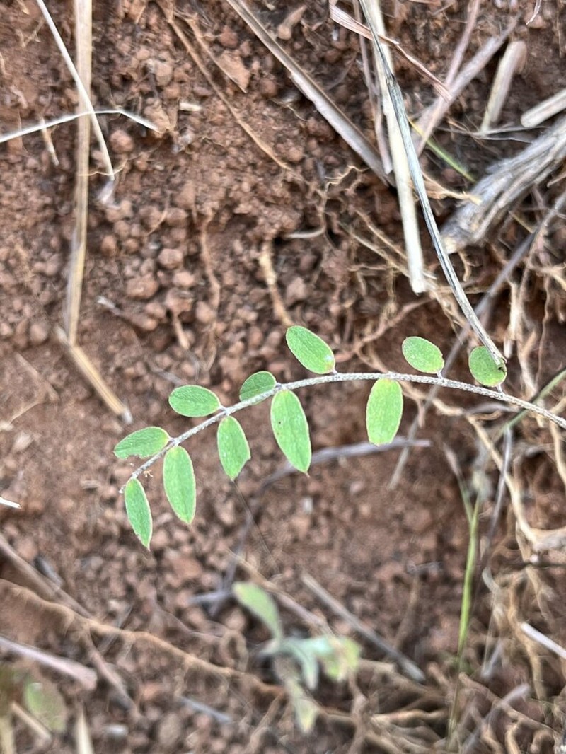 Indigofera stenosepala photo 2