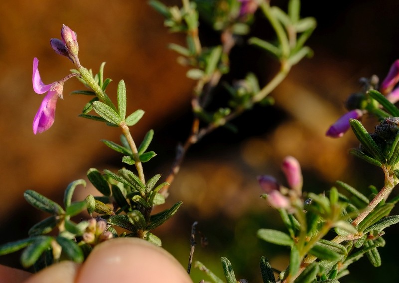 Indigofera stokoei