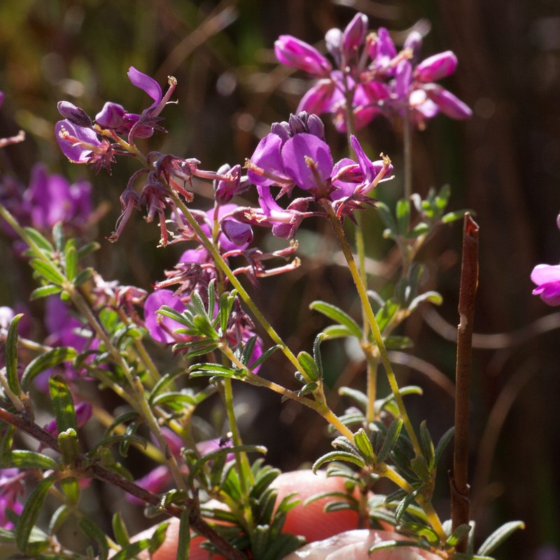 Indigofera stokoei photo 2