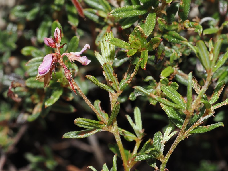 Indigofera stokoei photo 4