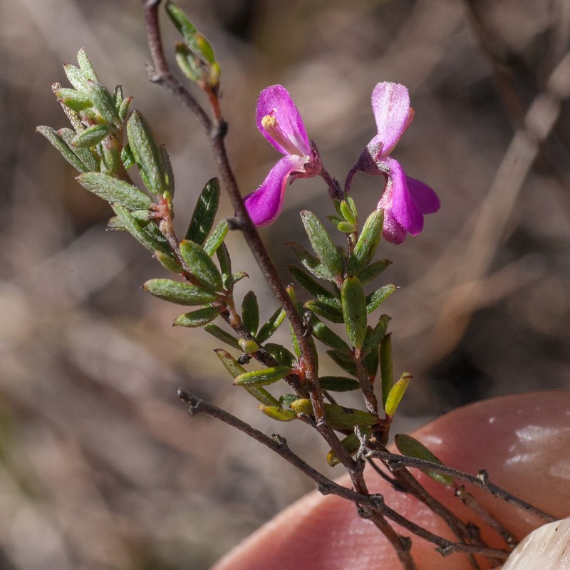 Indigofera stokoei photo 6