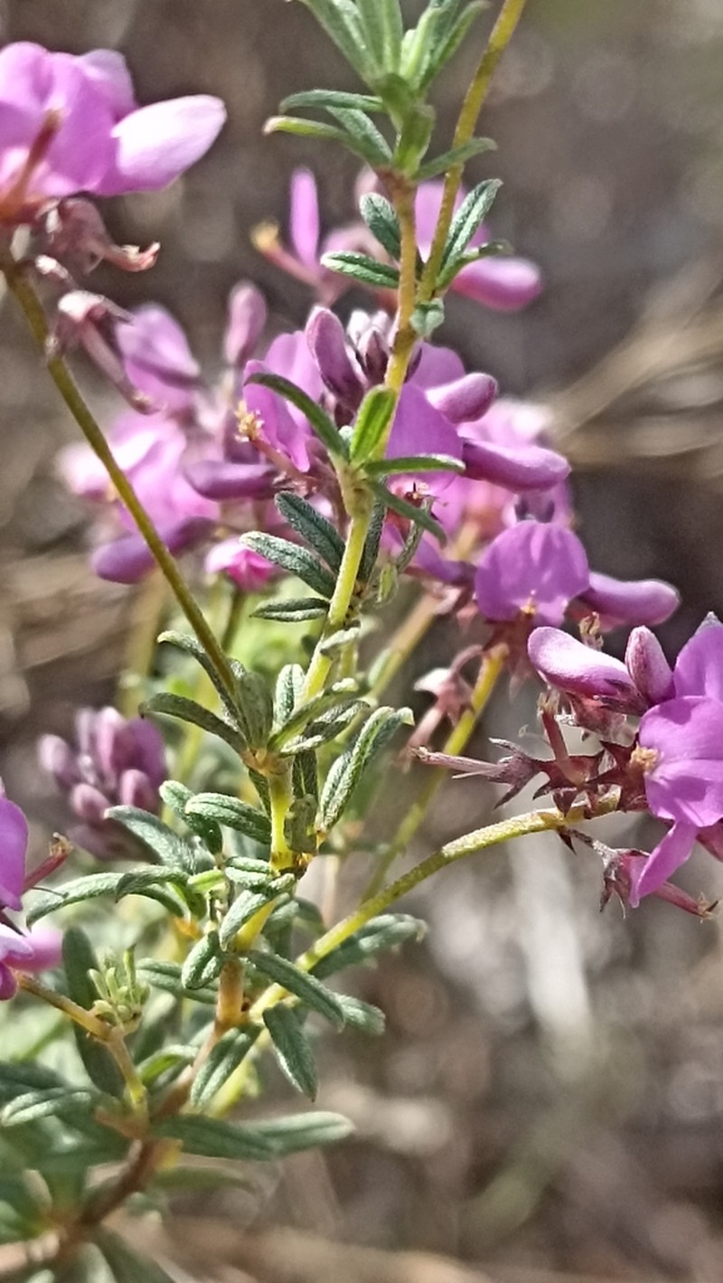 Indigofera stokoei photo 7