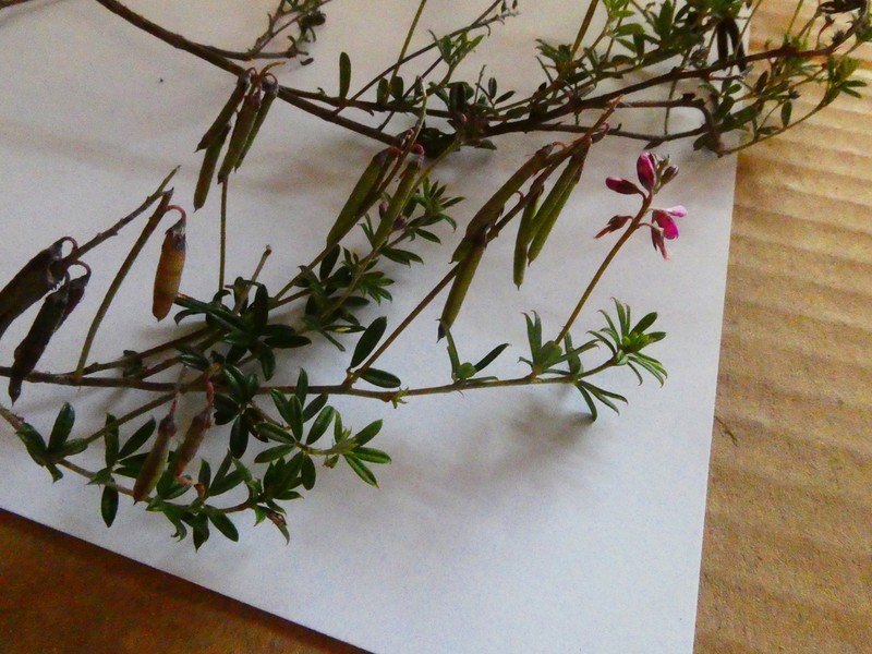 Indigofera stokoei photo 8