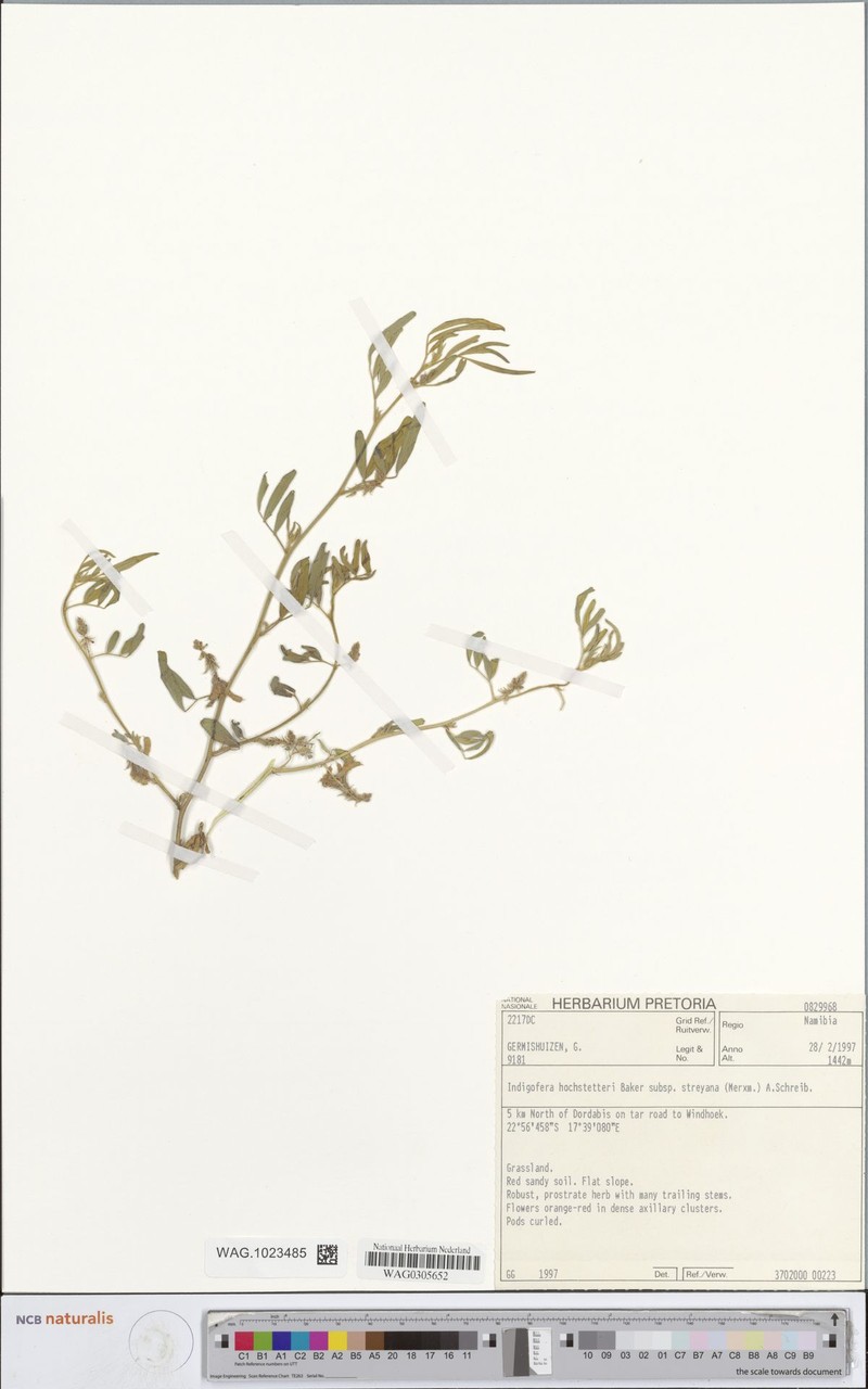 Indigofera streyana