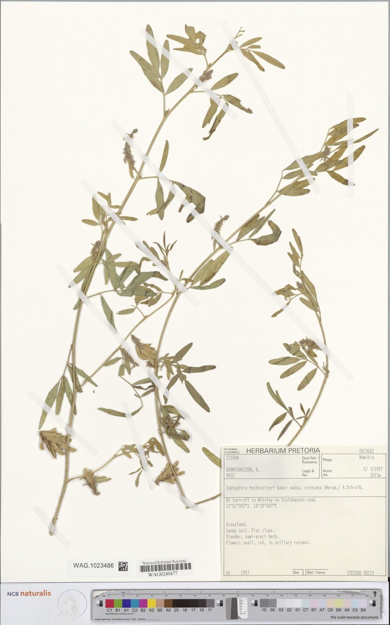 Indigofera streyana photo 2