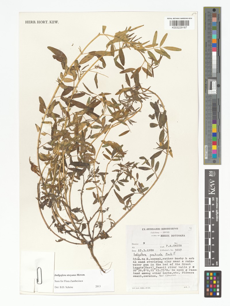 Indigofera streyana photo 3