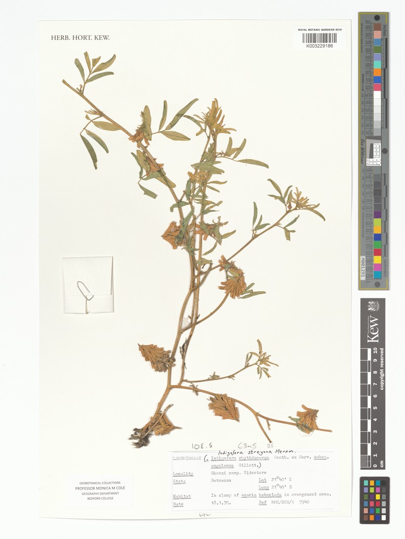 Indigofera streyana photo 4