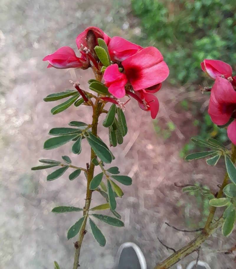 Indigofera stricta