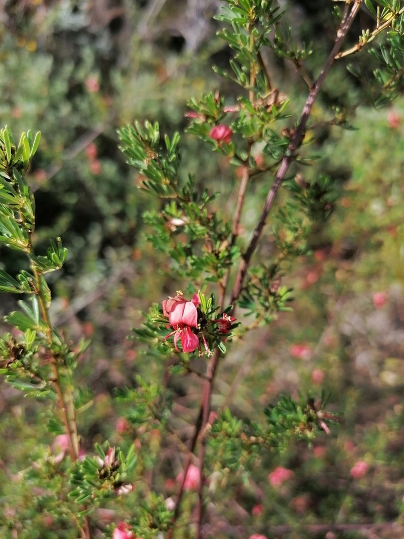 Indigofera stricta photo 2