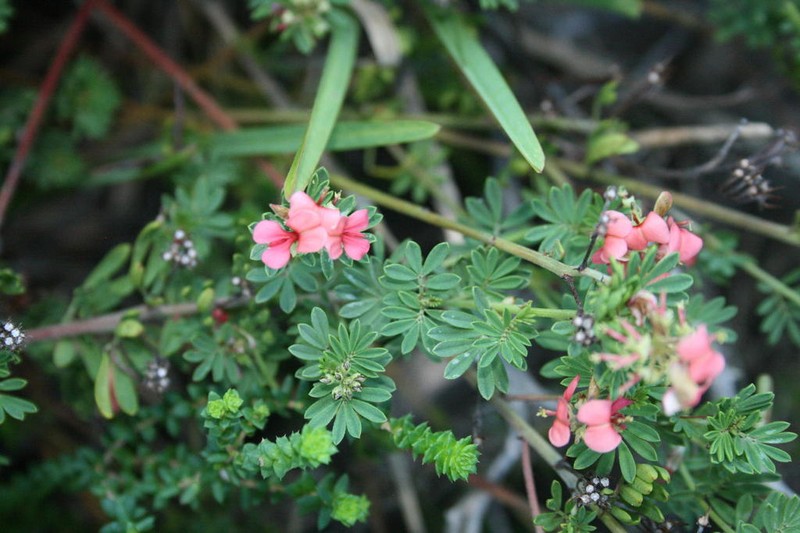 Indigofera stricta photo 3