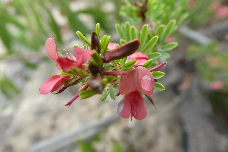 Indigofera stricta photo 4