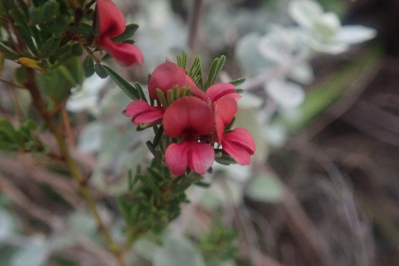 Indigofera stricta photo 5