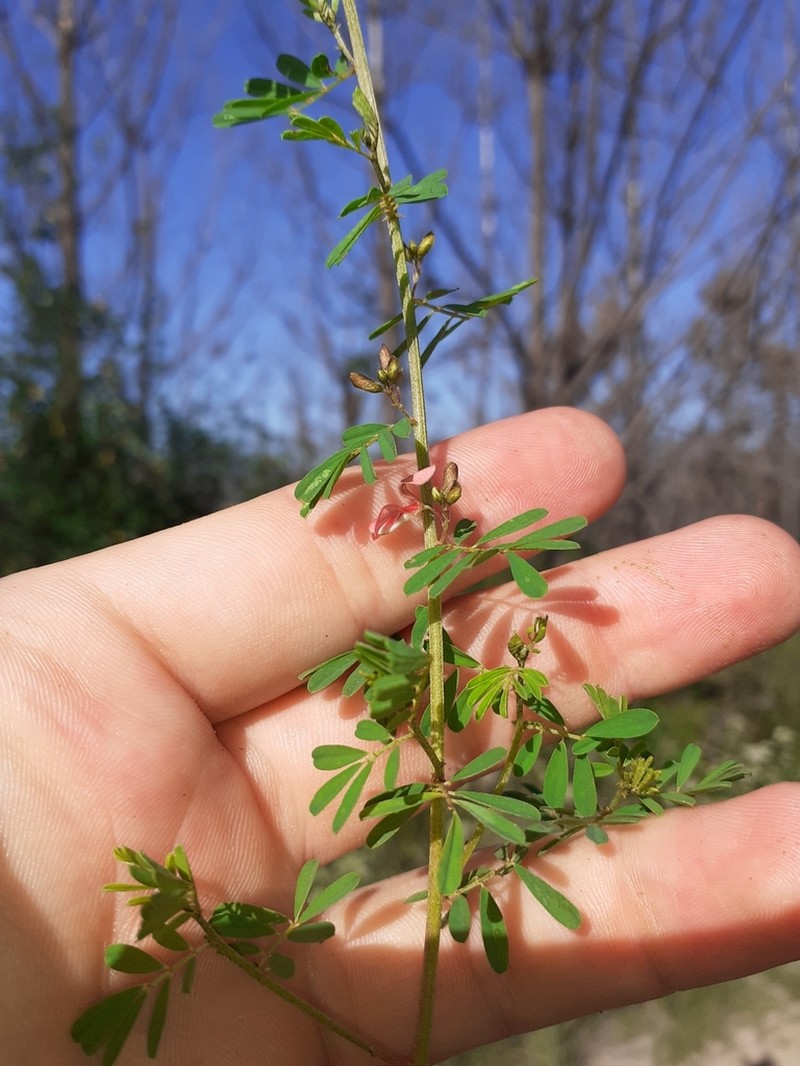 Indigofera stricta photo 6