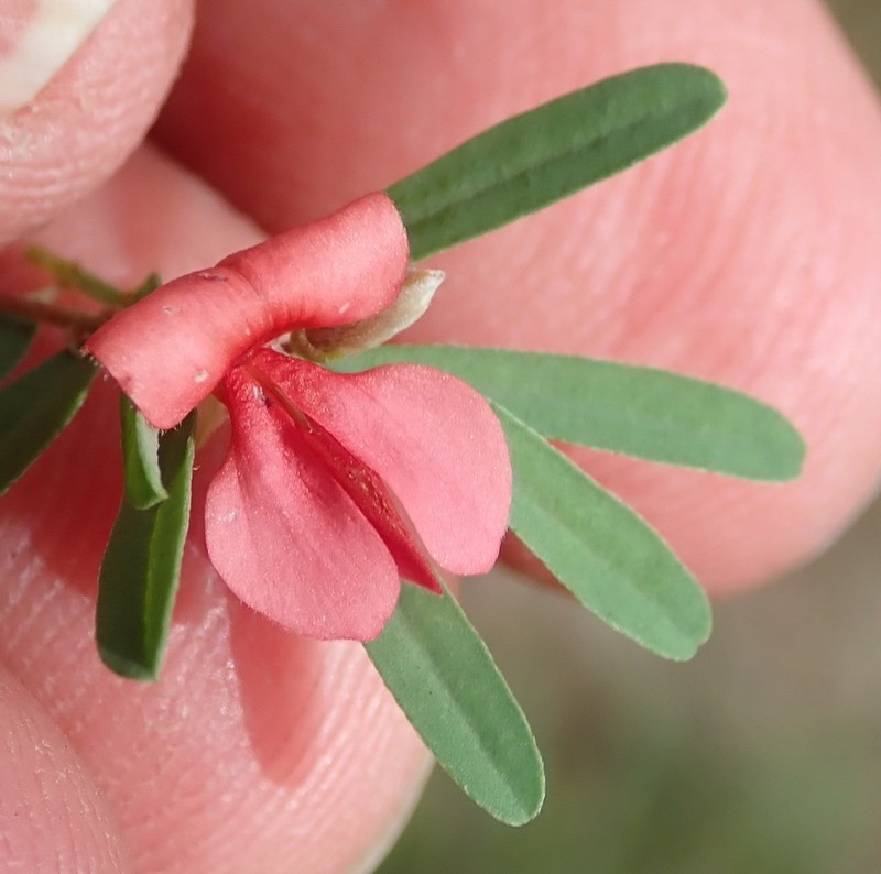 Indigofera stricta photo 7