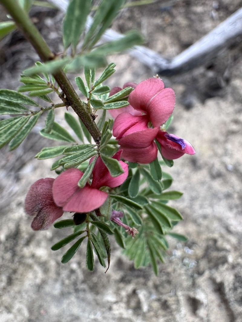 Indigofera stricta photo 8