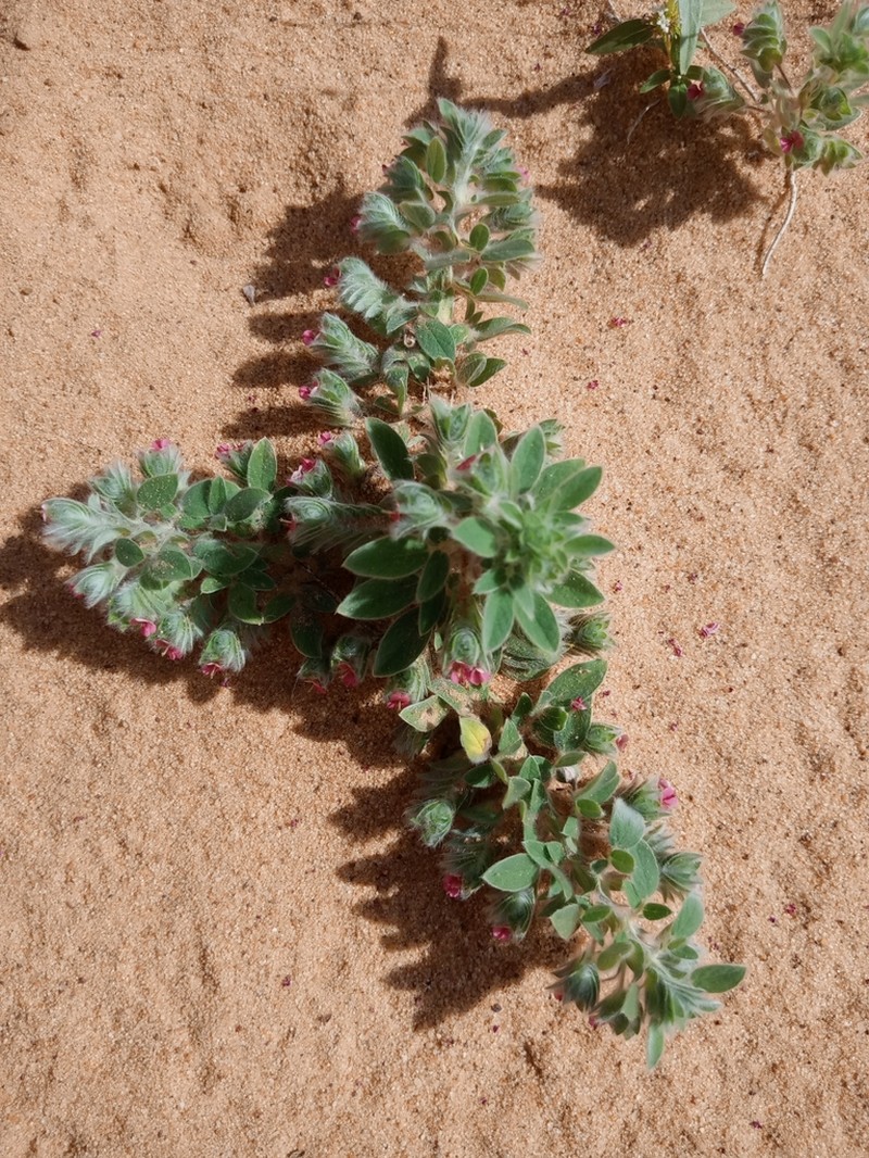 Indigofera strobilifera