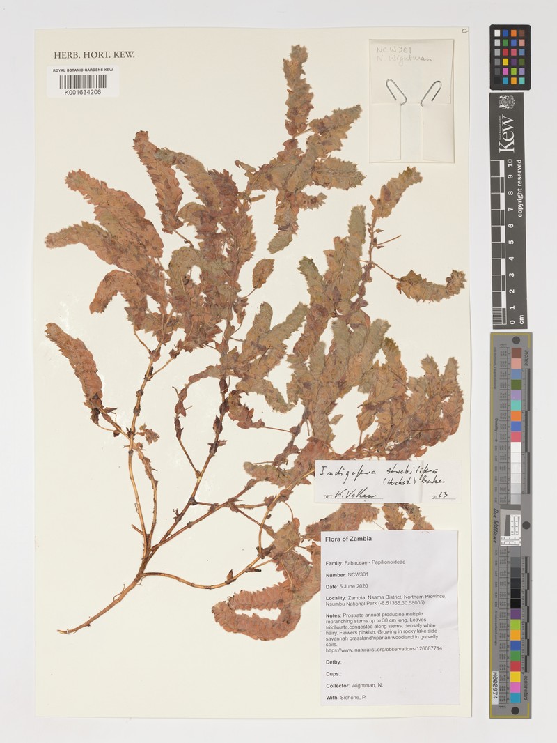 Indigofera strobilifera photo 5