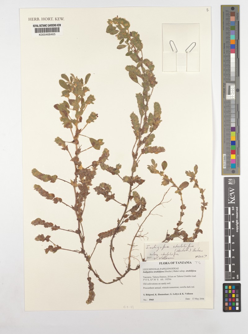 Indigofera strobilifera photo 6