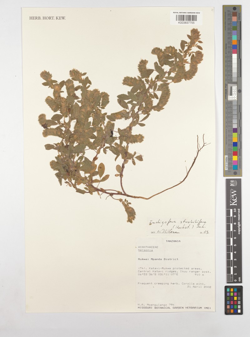Indigofera strobilifera subsp. strobilifera photo 2