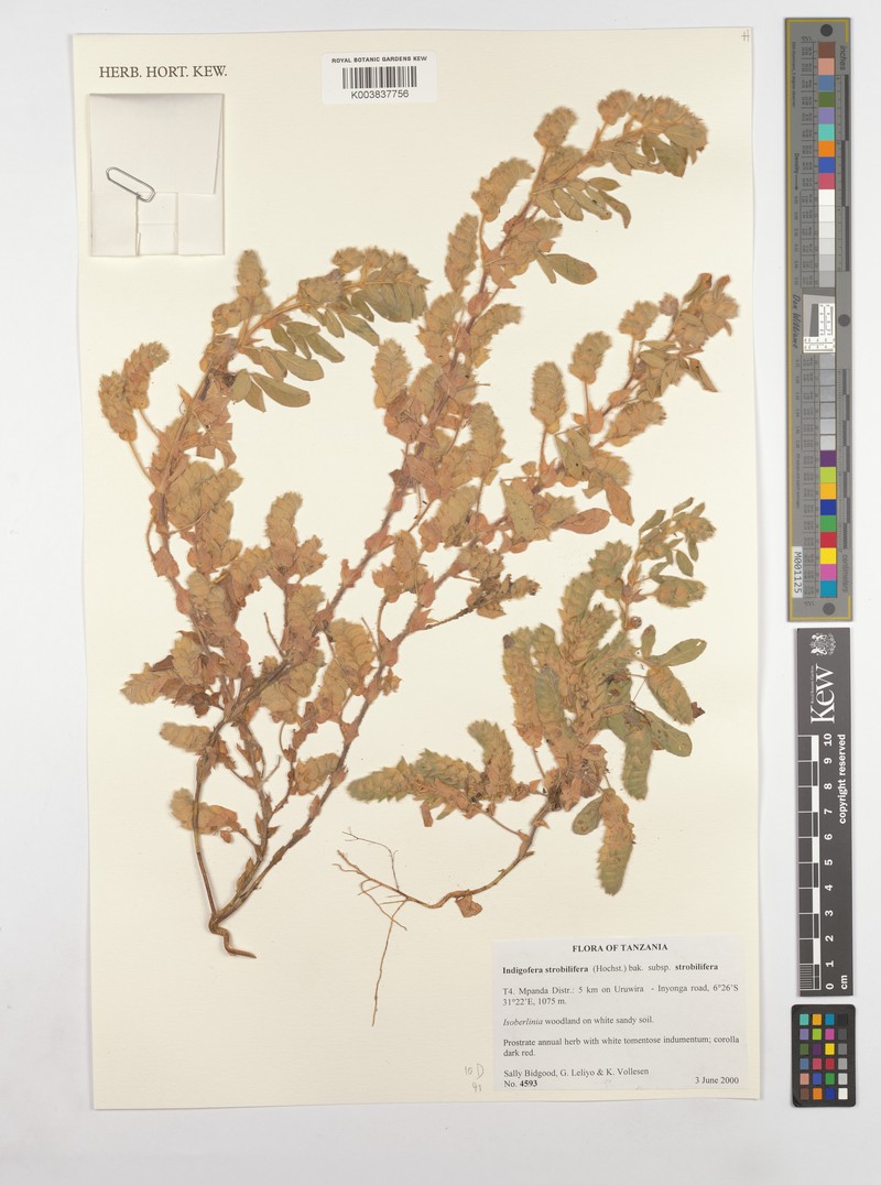 Indigofera strobilifera subsp. strobilifera photo 3
