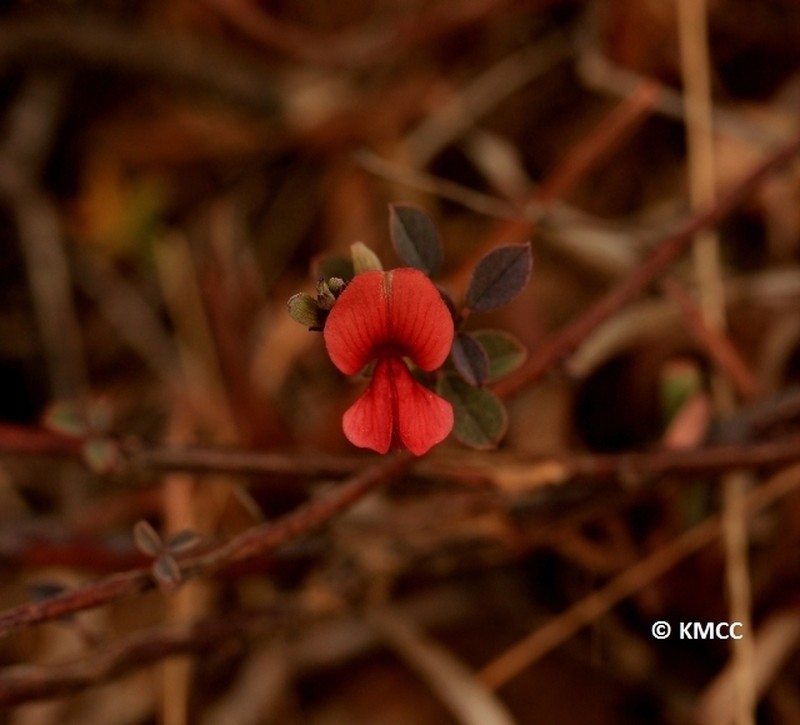 Indigofera suarezensis
