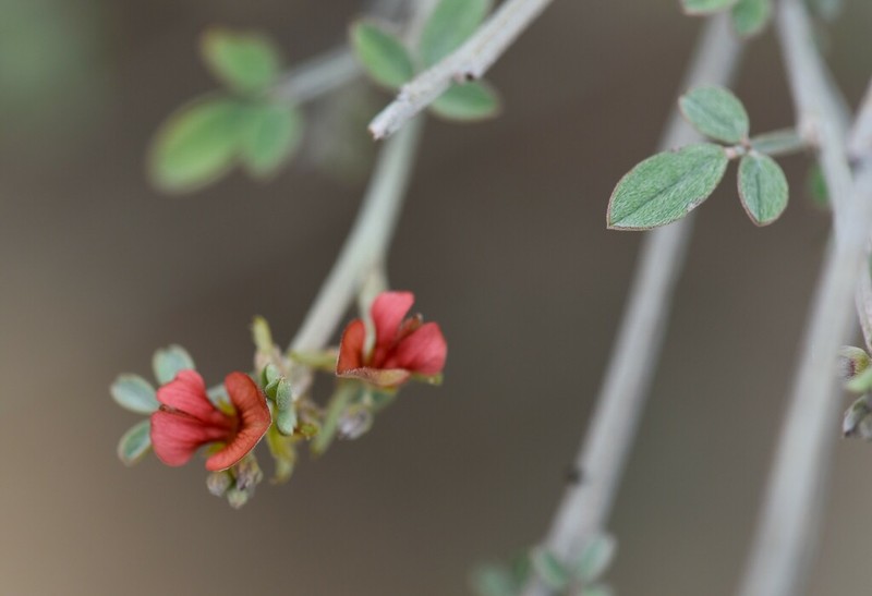 Indigofera suarezensis photo 2