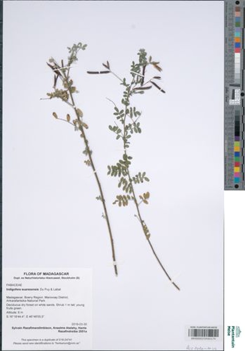 Indigofera suarezensis photo 3