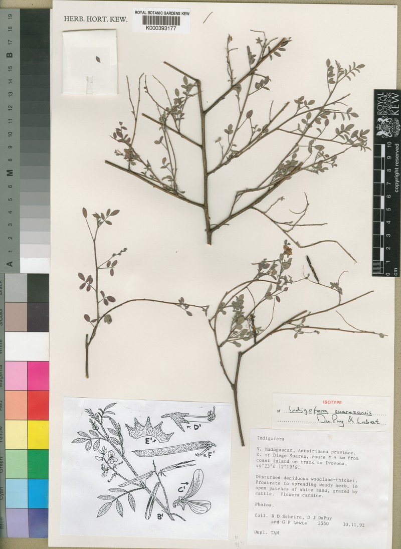 Indigofera suarezensis photo 4
