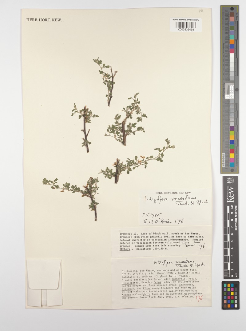 Indigofera suaveolens